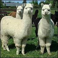 Alpaca