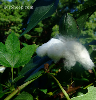 Cotton Plant, Florida Botanical Gardens
