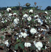 Cotton Plant