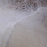 Kidluxe