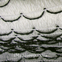 KATIA RONDA 98% Acrylic, 2% Polyester], Frill Tape, 204 White with Black edge