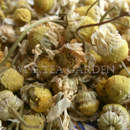 Egyptian Camomile